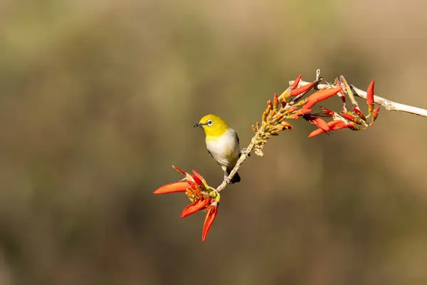 stock image A Indian white eye feeding while perched on top of a branch on the outskirts of Bangalore