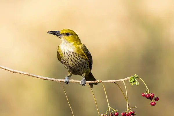 stock image A golden oriole feeding on a berry perched on top of a branch on the outskirts of Bangalore