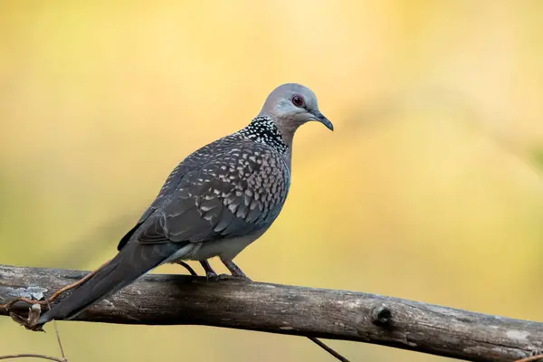 stock image A spotted dove perched on a tree branch in scrubby bush on the outskirts of Bangalore