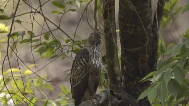 Bir vahşi yaşam safarisi sırasında Bandhavgarh Tiger Reserve 'deki ağacın tepesine tünemiş değişken bir şahin kartalı.