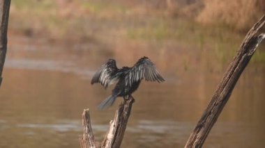 Bir Hint karabatağı, vahşi yaşam safarisi sırasında Ranthambore Tiger Reserve 'deki su birikintisinin yanındaki banyodan sonra kanatlarını açar ve kurur.