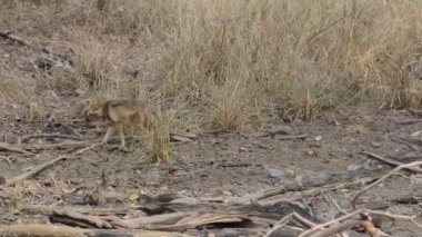 Vahşi yaşam safarisi sırasında Bandhavgarh kaplanı ormanlarında yürüyen bir çift Çakal.