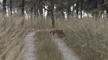 Vahşi yaşam safarisi sırasında Bandhavgarh kaplanı ormanlarında yürüyen bir çift Çakal.