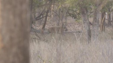 Vahşi yaşam safarisi sırasında Bandhavgarh kaplanı ormanlarında yürüyen baskın bir erkek kaplan.