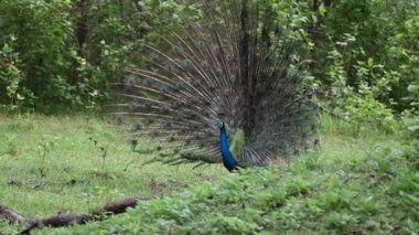 Nagarhole kaplanı ormanlarının derinliklerinde dans eden bir tavus kuşu vahşi yaşam safarisi sırasında çekilen kadın videosunu çekmek için saklanır.