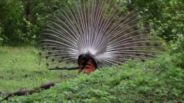 Nagarhole kaplanı ormanlarının derinliklerinde dans eden bir tavus kuşu vahşi yaşam safarisi sırasında çekilen kadın videosunu çekmek için saklanır.