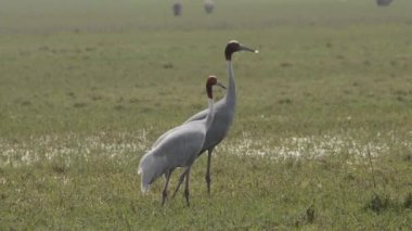 Soğuk bir kış sabahı Bharatpur Kuş Sığınağı 'nın bataklıklarında otlayan bir çift Sarus vinci.