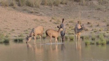 Bir grup sambar geyiği, vahşi yaşam safarisi sırasında Bandhavgarh Tiger Reserve 'deki bir su kaynağından su içiyorlar.