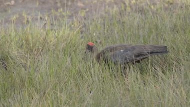 Vahşi yaşam safarisi sırasında Bandhavgarh Tiger Reserve 'de uzun otlaklarda kurbağa avlayan kaçırılmış bir Ibis.