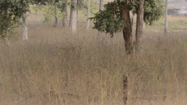 Bir erkek kaplan yavrusu vahşi yaşam safarisi sırasında Pench Tiger Reserve 'deki yüksek otlaklarda benekli geyik yemeğinin tadını çıkarıyor.