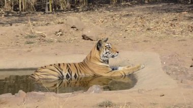 Sıcak bir yaz günü, Bandhavgarh Tiger Reserve 'deki vahşi yaşam safarisinde su birikintisinden su içen dişi kaplan.