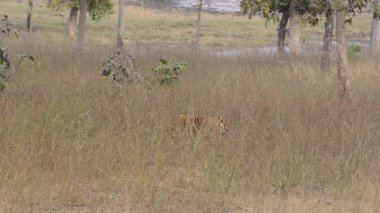 Bir erkek kaplan yavrusu vahşi yaşam safarisi sırasında Pench Tiger Reserve 'deki yüksek otlaklarda benekli geyik yemeğinin tadını çıkarıyor.