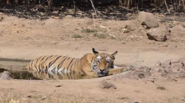 Sıcak bir yaz günü, Bandhavgarh Tiger Reserve 'deki vahşi yaşam safarisinde su birikintisinden su içen dişi kaplan.