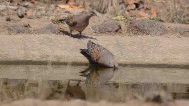 Sıcak bir yaz gününde Bandhavgarh kaplanı rezervindeki bir su birikintisinden su içen bir kumru.