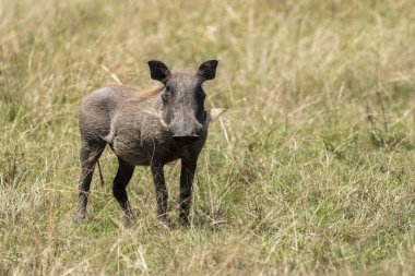 Bir yaban domuzu, bir vahşi yaşam safarisi sırasında Masai Mara Ulusal Sığınağı 'ndaki yüksek otların arasında otluyor.