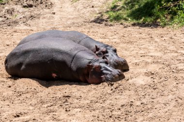 Vahşi yaşam safarisi sırasında Masai Mara Ulusal Sığınağı 'nda yüzen ve dinlenen bir su aygırı.