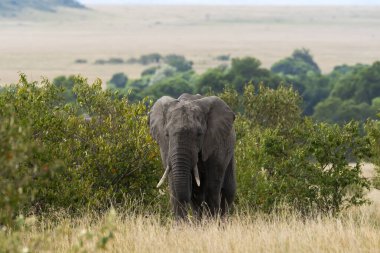 Vahşi yaşam safarisi sırasında Masai Mara Ulusal Sığınağı 'nın ovalarında otlayan ve yürüyen bir anne ve yavru fil.