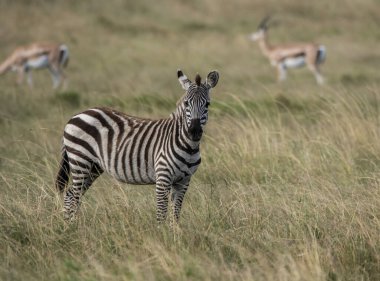 Vahşi yaşam safarisi sırasında Masai Mara Ulusal Sığınağı 'ndaki çayırlarda otlayan bir zebra.