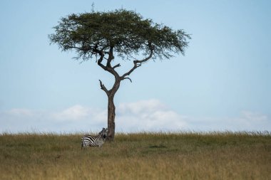 A zebra grazing in the grasslands with an acacia tree beside it inside Masai Mara National Refuge during a wildlife safari clipart