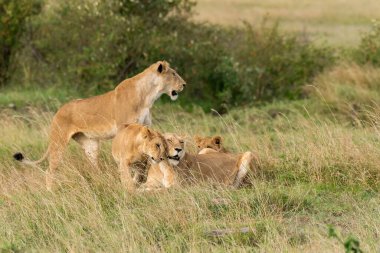 Vahşi yaşam safarisi sırasında Masai Mara Ulusal Rezervi ovalarında dinlenen bir dişi aslan grubu.