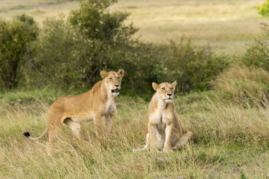 Vahşi yaşam safarisi sırasında Masai Mara Ulusal Rezervi ovalarında dinlenen bir dişi aslan grubu.