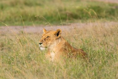 Vahşi yaşam safarisi sırasında Masai Mara Ulusal Rezervi ovalarında dinlenen bir dişi aslan grubu.