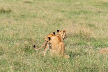 Bir grup aslan yavrusu vahşi yaşam safarisi sırasında Masai Mara Ulusal Rezervi düzlüklerinde oynayıp dinleniyor.
