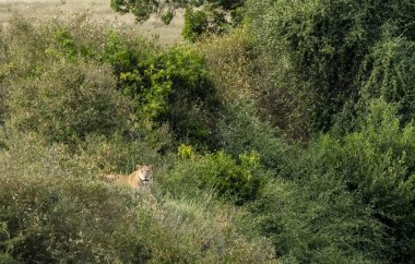 Bir grup aslan yavrusu vahşi yaşam safarisi sırasında Masai Mara Ulusal Rezervi düzlüklerinde oynayıp dinleniyor.