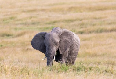 Vahşi yaşam safarisi sırasında Masai Mara Ulusal Sığınağı 'nda otlayan bir fil.