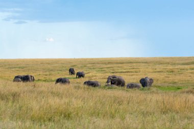 Vahşi yaşam safarisi sırasında Masai Mara Ulusal Sığınağı 'nda otlayan bir fil sürüsü.