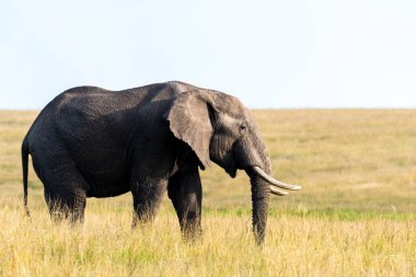 Vahşi yaşam safarisi sırasında Masai Mara Ulusal Sığınağı 'nda otlayan bir fil sürüsü.