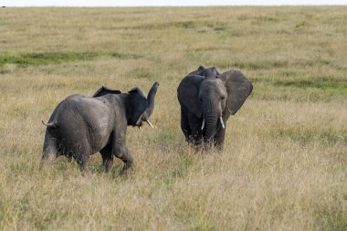 Afrika filinin annesi ve yavrusu, bir vahşi yaşam safarisi sırasında Masai Mara Ulusal Sığınağı 'nda otlanıyor.