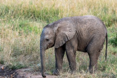 Afrika filinin annesi ve yavrusu, bir vahşi yaşam safarisi sırasında Masai Mara Ulusal Sığınağı 'nda otlanıyor.