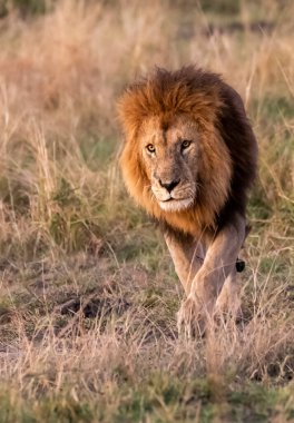 Vahşi yaşam safarisi sırasında Masai Mara Ulusal Sığınağı 'nda çimlerin üzerinde yürüyen baskın bir erkek aslan.