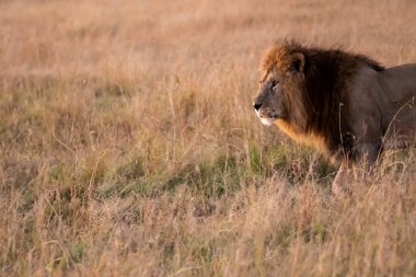 Vahşi yaşam safarisi sırasında Masai Mara Ulusal Sığınağı 'nda çimlerin üzerinde yürüyen baskın bir erkek aslan.