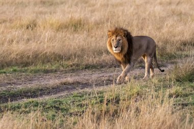 Vahşi yaşam safarisi sırasında Masai Mara Ulusal Sığınağı 'nda çimlerin üzerinde yürüyen baskın bir erkek aslan.