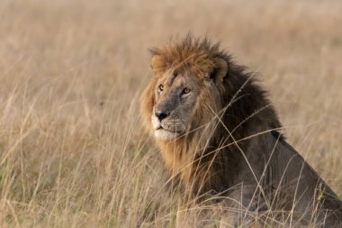 Vahşi yaşam safarisi sırasında Masai Mara Ulusal Sığınağı 'nda yüksek otların arasında rahatça oturan bir erkek aslan.
