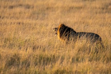 Vahşi yaşam safarisi sırasında Masai Mara Ulusal Sığınağı 'nda yüksek otların arasında rahatça oturan bir erkek aslan.