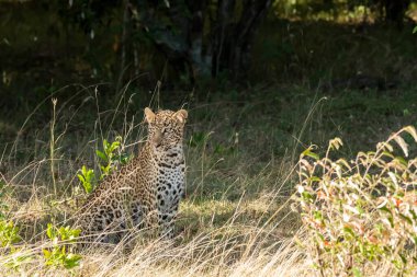 Vahşi yaşam safarisi sırasında Masai Mara Ulusal Sığınağı 'nın ovalarında çalıların gölgesinde dinlenen bir leopar yavrusu.