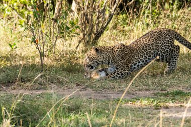 Bir leopar yavrusu vahşi yaşam safarisi sırasında Masai Mara Ulusal Sığınağı 'nın ovalarında bir çalılığın yakınında tavşan avlıyor.