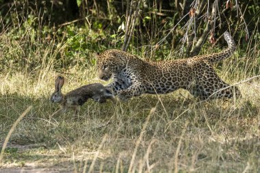 Bir leopar yavrusu vahşi yaşam safarisi sırasında Masai Mara Ulusal Sığınağı 'nın ovalarında bir çalılığın yakınında tavşan avlıyor.