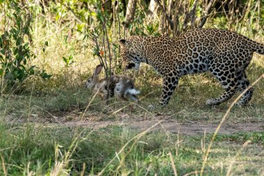 Bir leopar yavrusu vahşi yaşam safarisi sırasında Masai Mara Ulusal Sığınağı 'nın ovalarında bir çalılığın yakınında tavşan avlıyor.