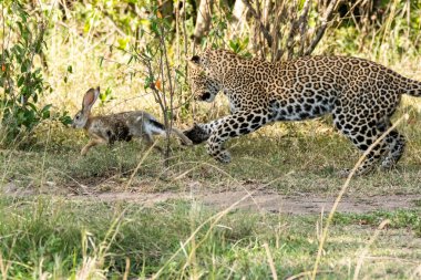 Bir leopar yavrusu vahşi yaşam safarisi sırasında Masai Mara Ulusal Sığınağı 'nın ovalarında bir çalılığın yakınında tavşan avlıyor.