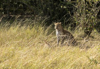 Bir leopar yavrusu vahşi yaşam safarisi sırasında Masai Mara Ulusal Sığınağı 'nın ovalarında bir çalılığın yakınında tavşan avlıyor.