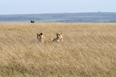 Vahşi yaşam safarisi sırasında Masai Mara Ulusal Sığınağı 'ndaki yüksek otların arasında dinlenen iki dişi aslan.