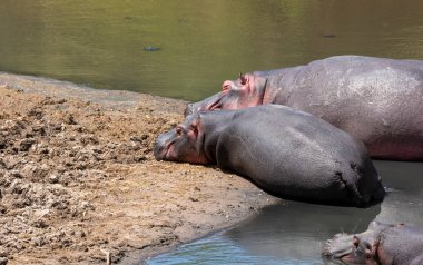 Vahşi yaşam safarisi sırasında Masai Mara Ulusal Sığınağı 'nda uyuyan iki su aygırı.