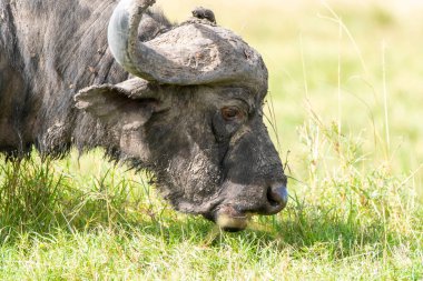 Vahşi yaşam safarisi sırasında Masai Mara Ulusal Sığınağı 'nda taze otlarla otlayan bir bufalo.