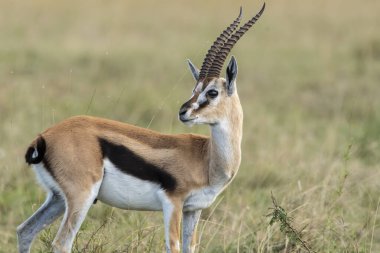 Vahşi yaşam safarisi sırasında Masai Mara Ulusal Sığınağı 'ndaki çayırlarda otlayan bir Thompson ceylanı.