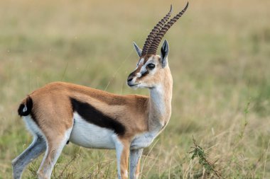 A thompson gazelle grazing in the grasslands inside Masai Mara National Refuge during a wildlife safari clipart