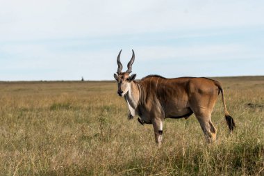 A highland eland grazing in the grasslands on the plains of Masai Mara National Refuge during a wildlife safari clipart